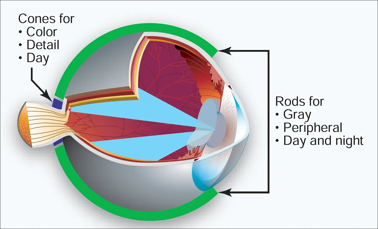 Rods and cones of the human eye