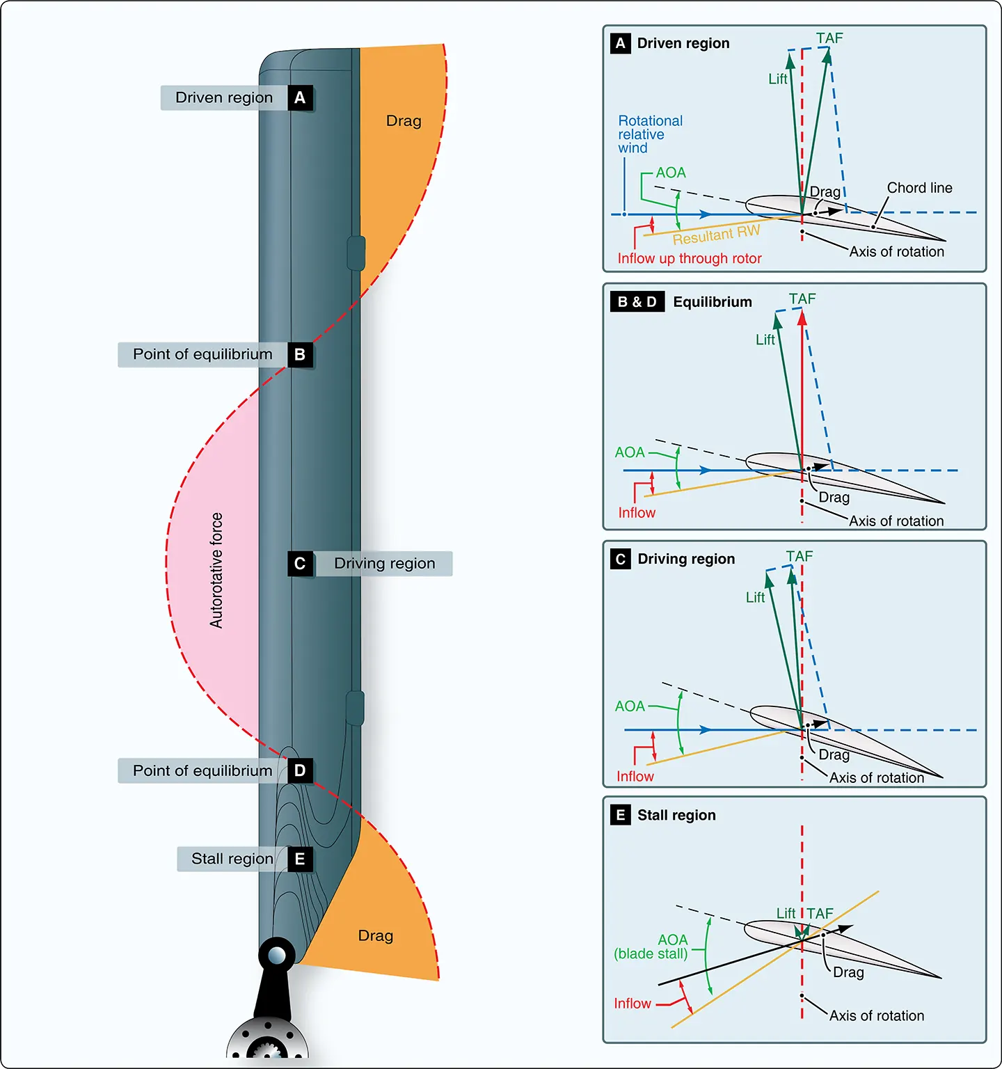 Helicopter vertical autorotation descent