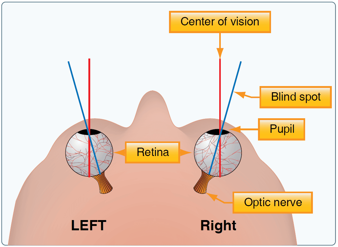 Vision in Flight
