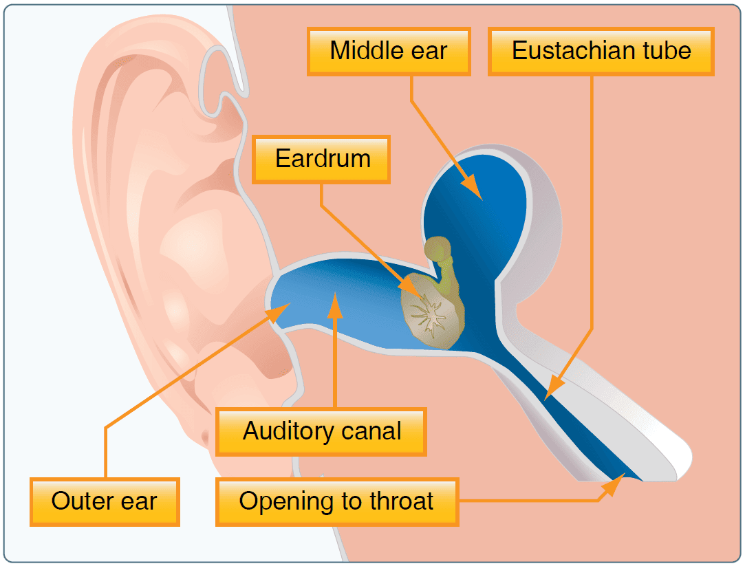 The Eustachian tube allows air pressure to equalize in the middle ear Health and Physiological Factors Affecting Pilot Performance
