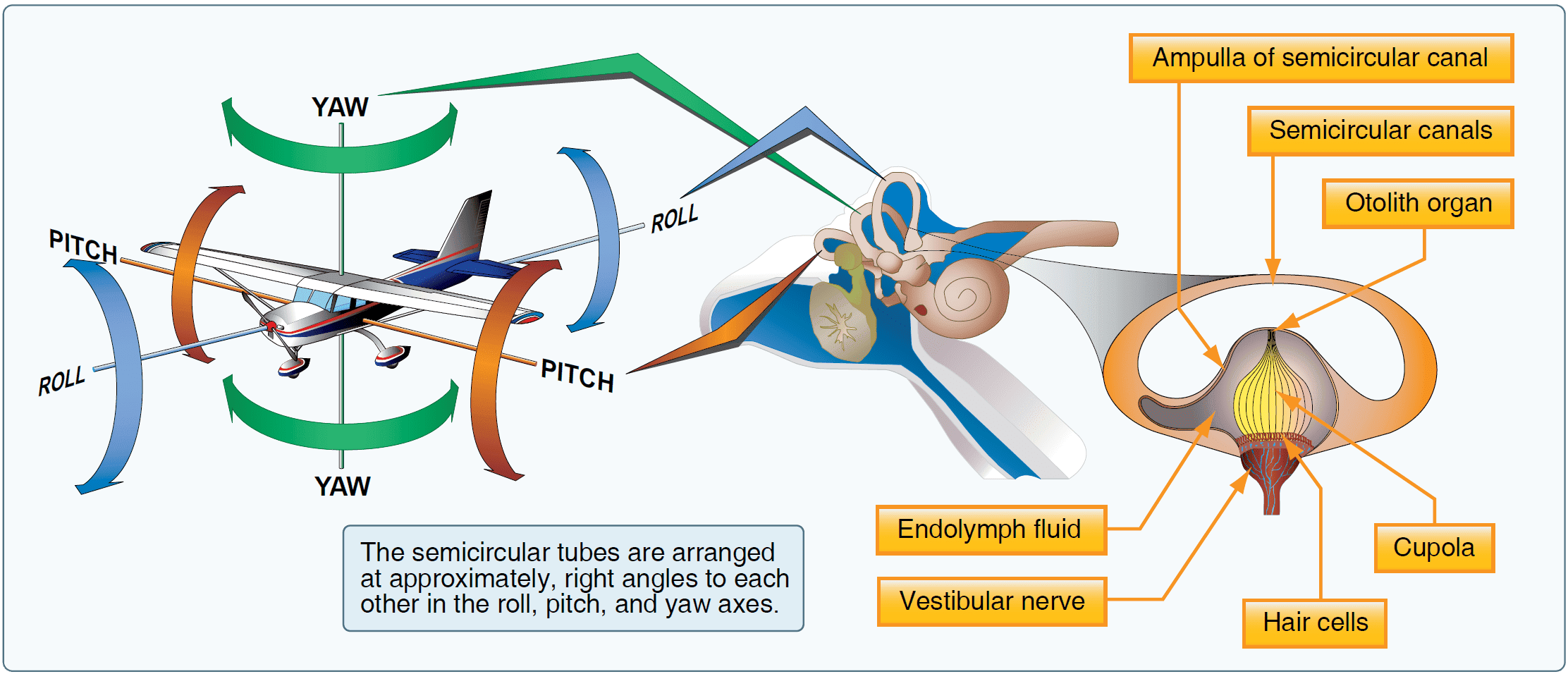 The semicircular canals lie in three planes and sense motions of roll, pitch, and yaw Health and Physiological Factors Affecting Pilot Performance