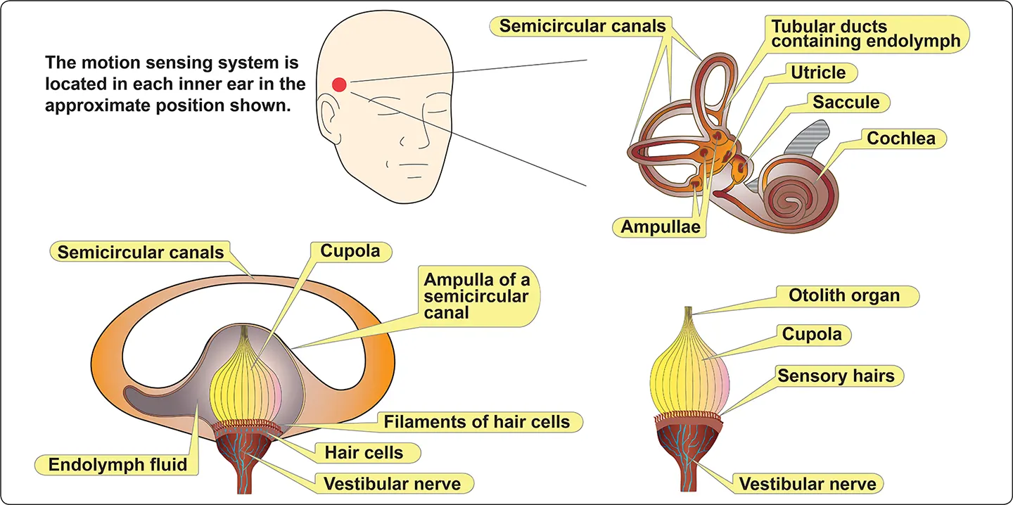 Inner ear orientation