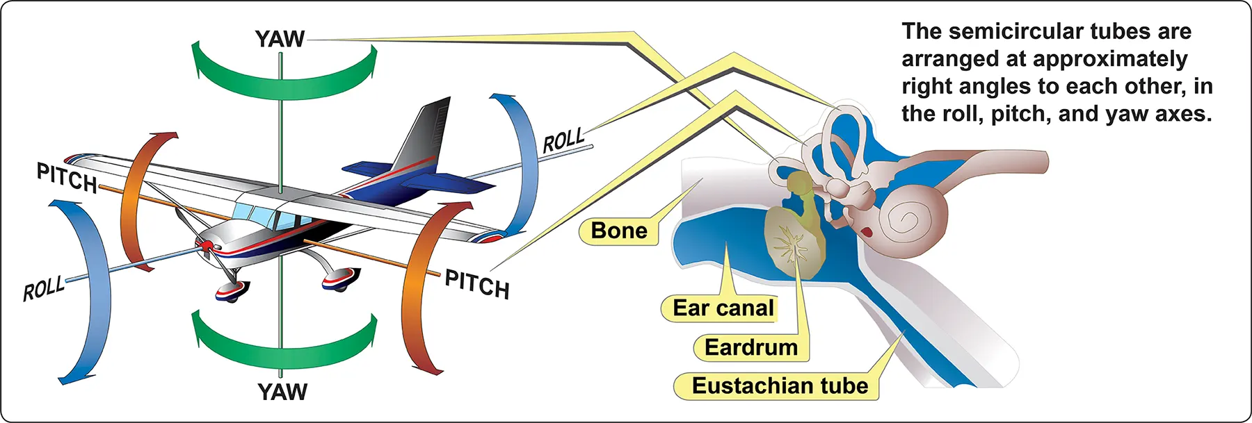 Angular acceleration and the semicircular tubes