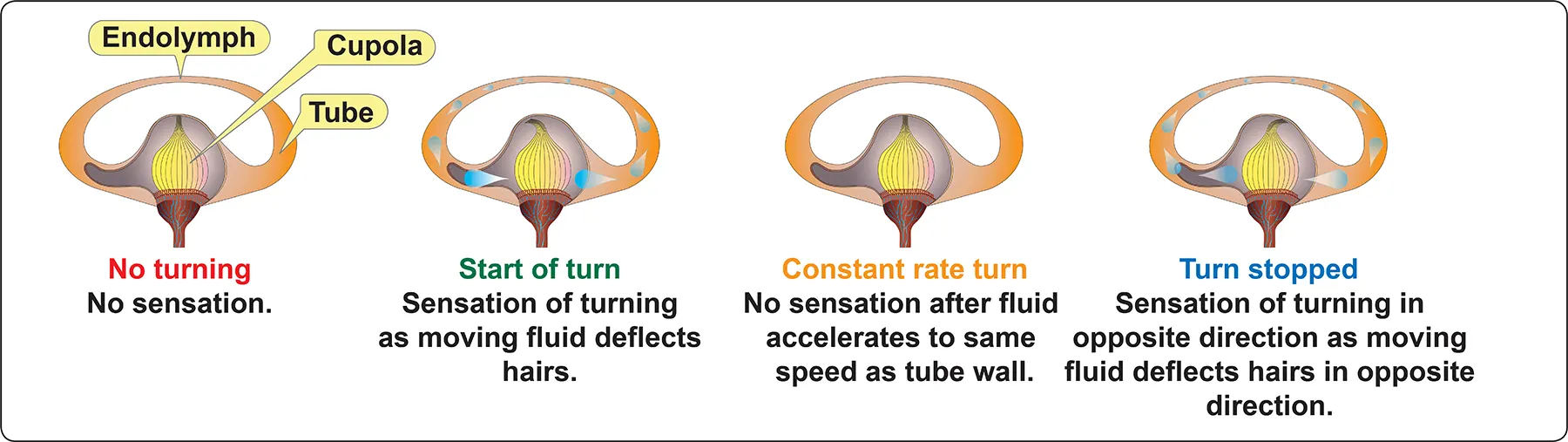 Angular acceleration